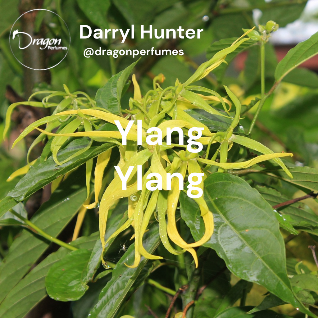 The Allure of Ylang-Ylang: An Exploration of the Mysterious Fragrance of the Tropics